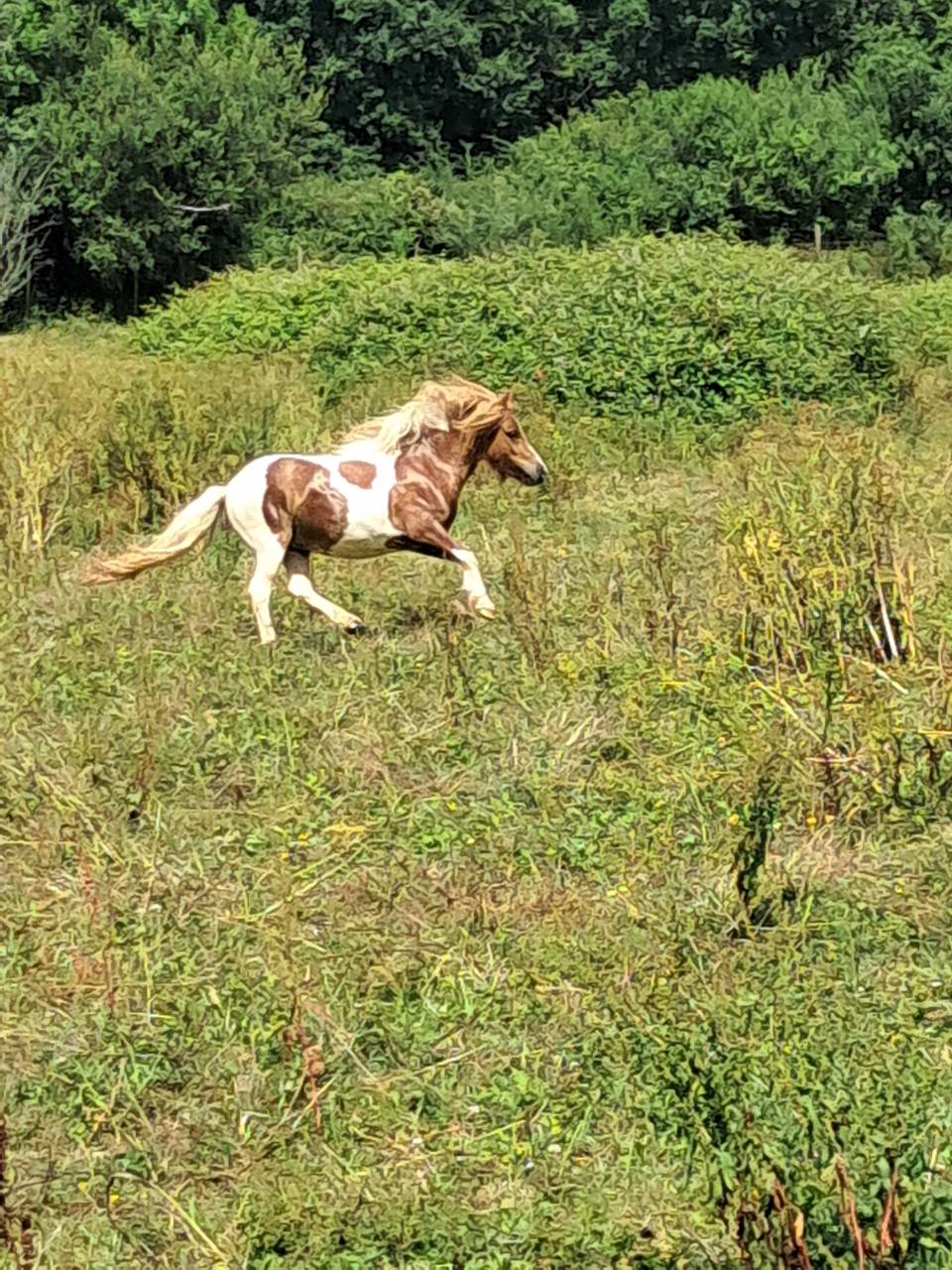 Filly Shetland Pony For sale 2023 Coloured