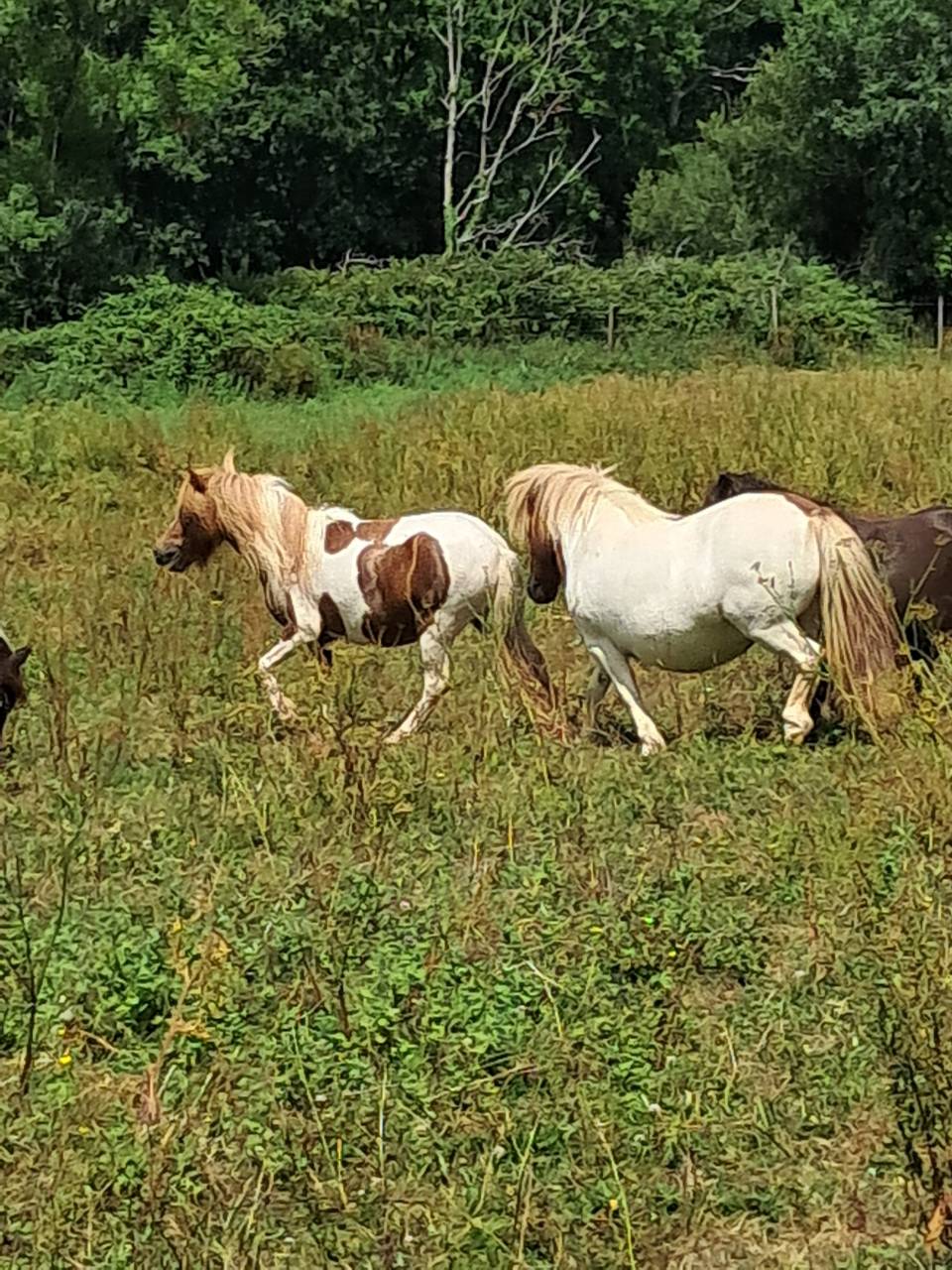 Filly Shetland Pony For sale 2023 Coloured