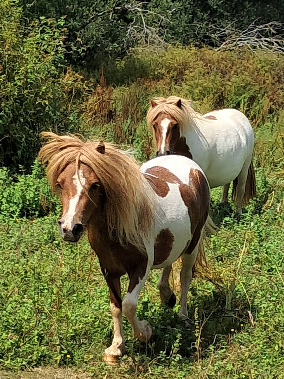 Filly Shetland Pony For sale 2023 Coloured