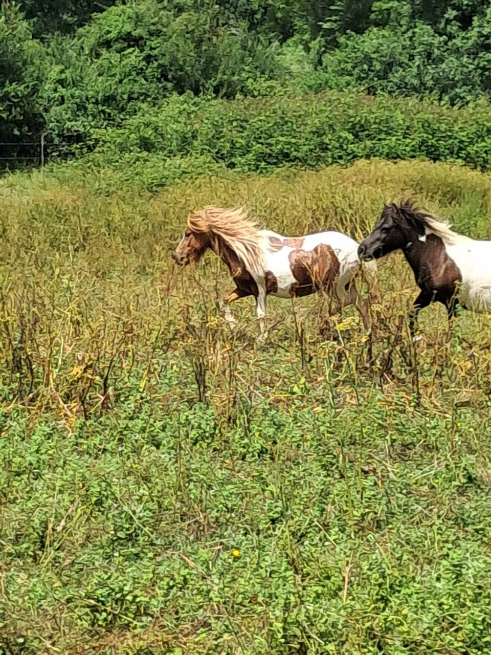 Filly Shetland Pony For sale 2023 Coloured