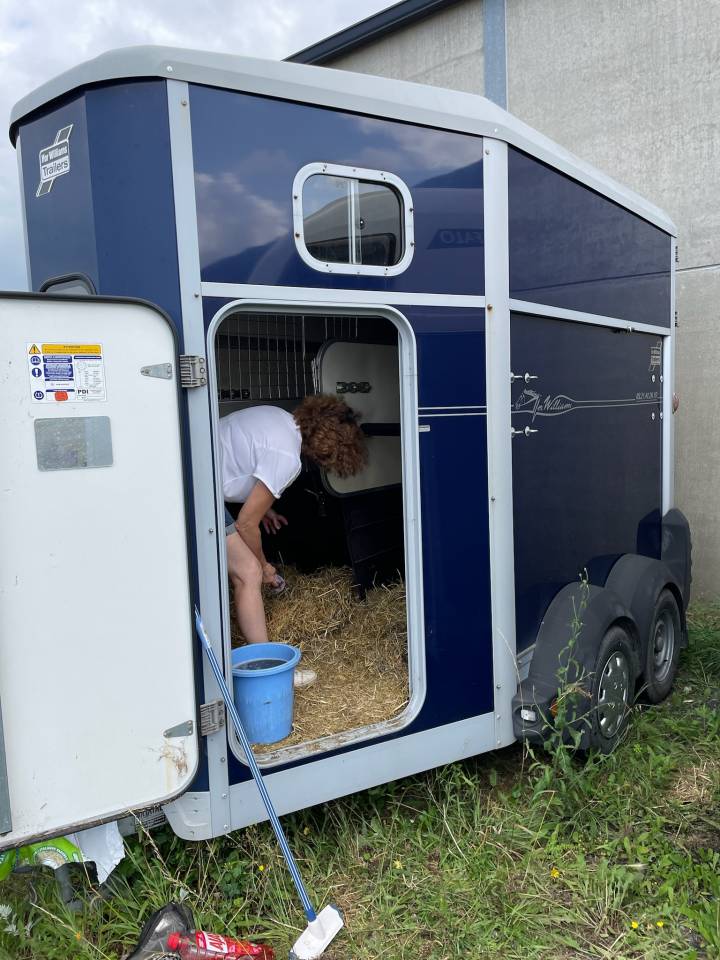 Horse trailer Ifor Williams HB 506 2 Stalls 2017 Used