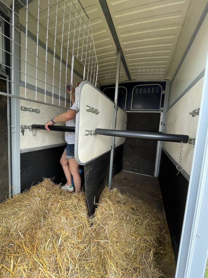 Horse trailer Ifor Williams HB 506 2 Stalls 2017 Used