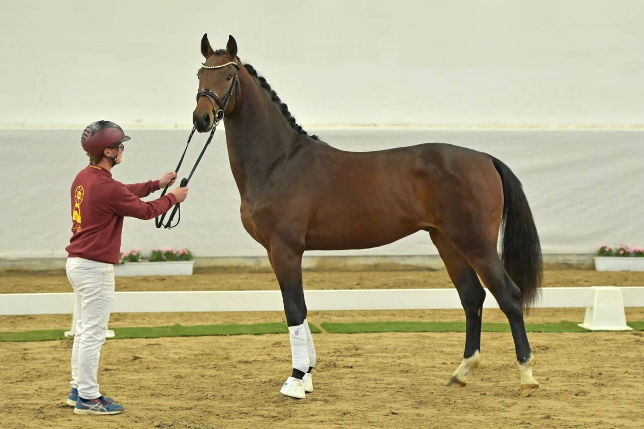 Gelding Oldenburg For sale 2021 Bay