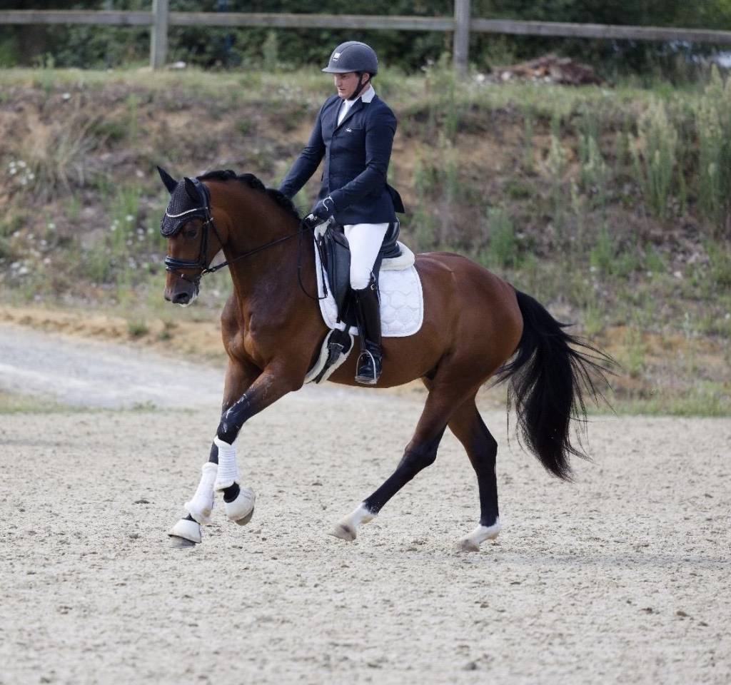 Gelding Oldenburg For sale 2021 Bay