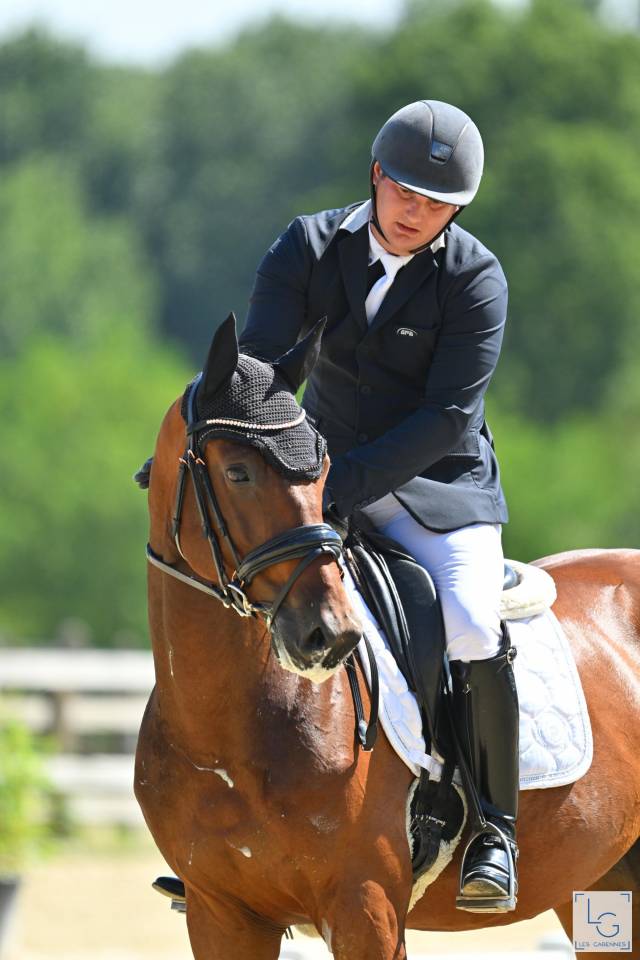 Gelding Oldenburg For sale 2021 Bay