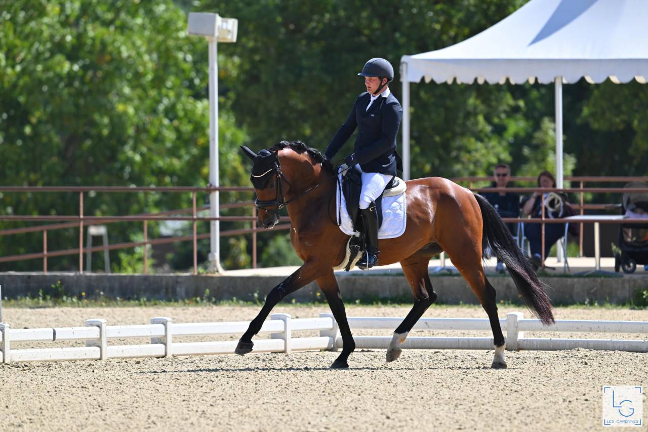 Gelding Oldenburg For sale 2021 Bay