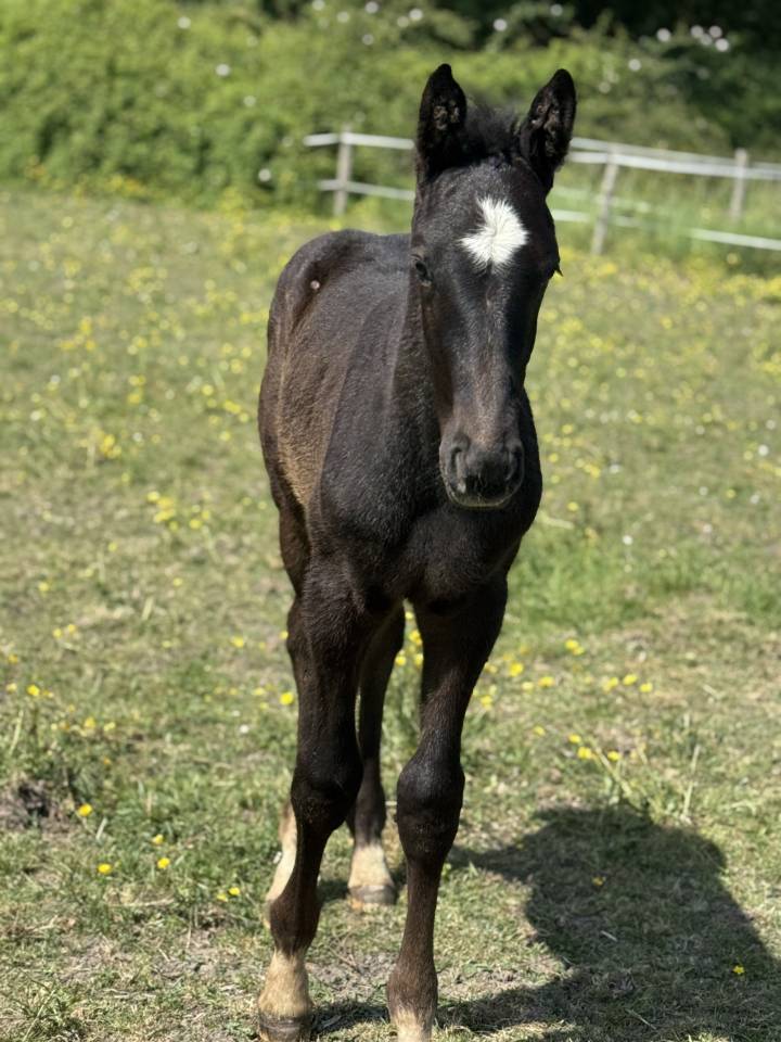 Colt Selle Français For sale 2025 Grey