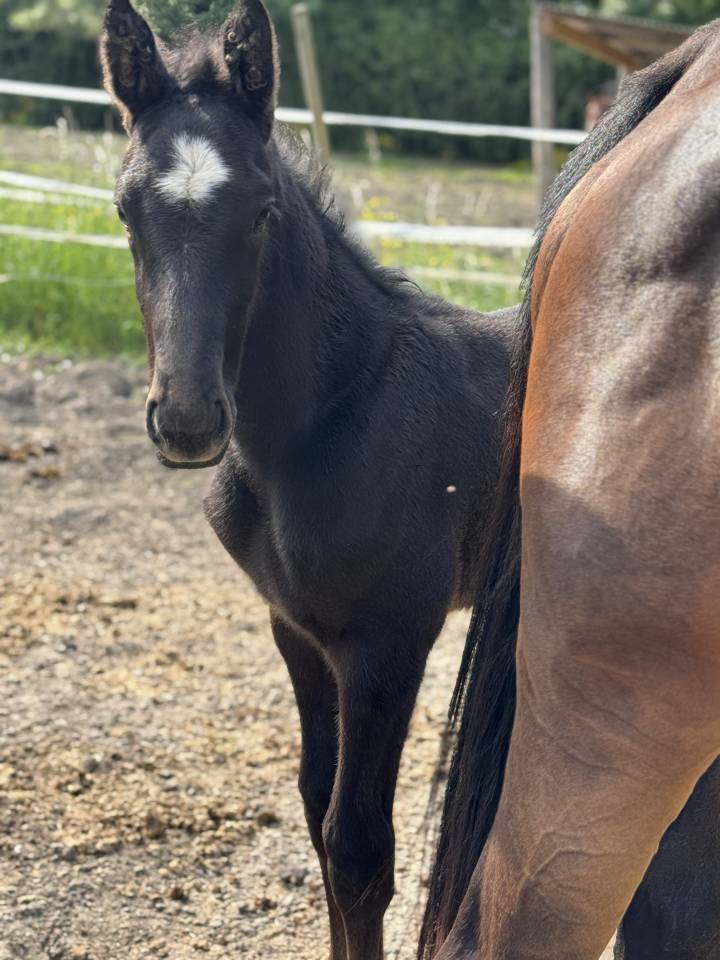 Colt Selle Français For sale 2025 Grey