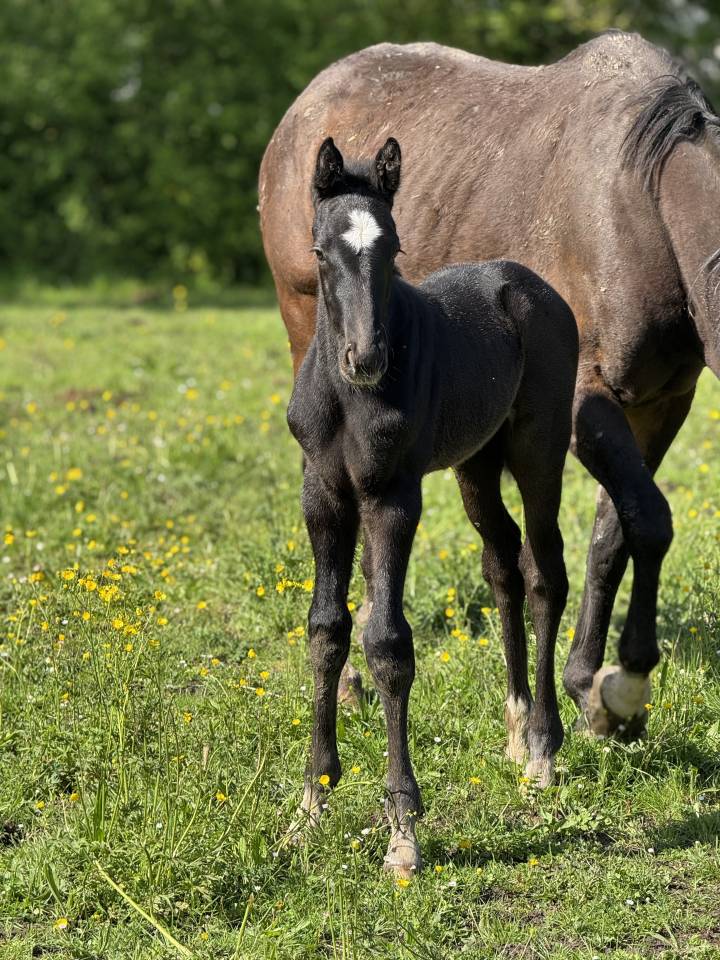 Colt Selle Français For sale 2025 Grey