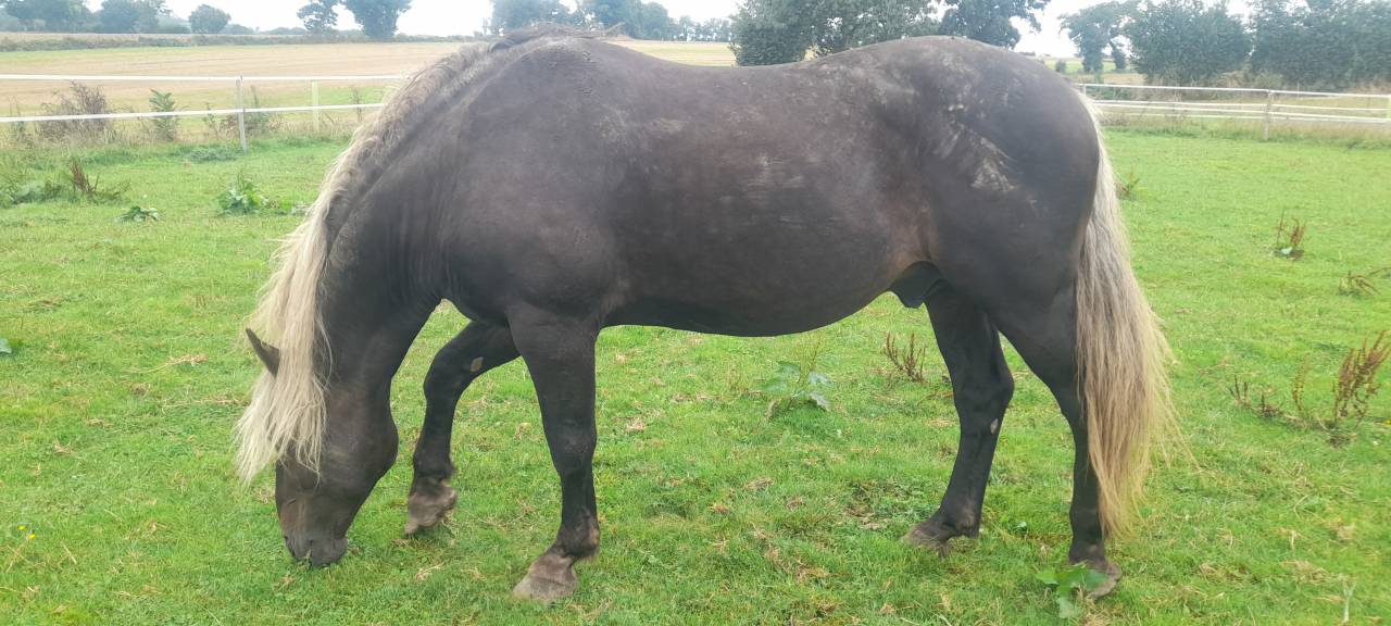 DUNCAN D'ESMOLES  - Origin Recorded 2014