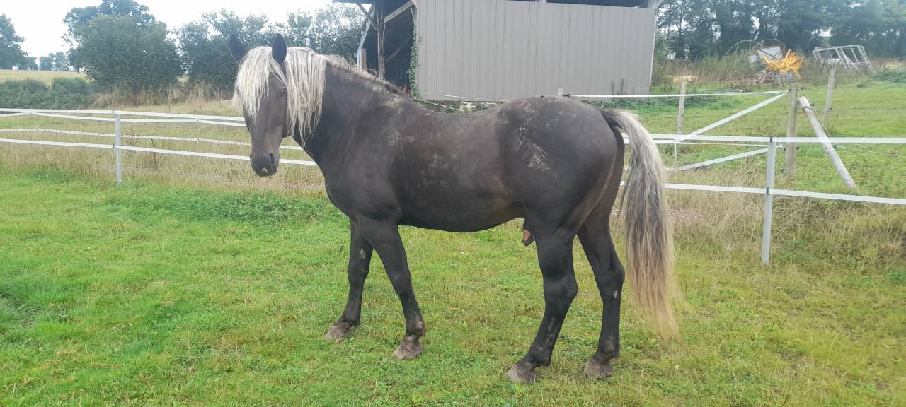 DUNCAN D'ESMOLES  - Origin Recorded 2014