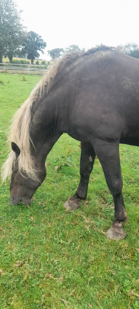 DUNCAN D'ESMOLES  - Origin Recorded 2014