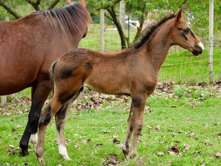 DUNCAN D'ESMOLES  - Origin Recorded 2014