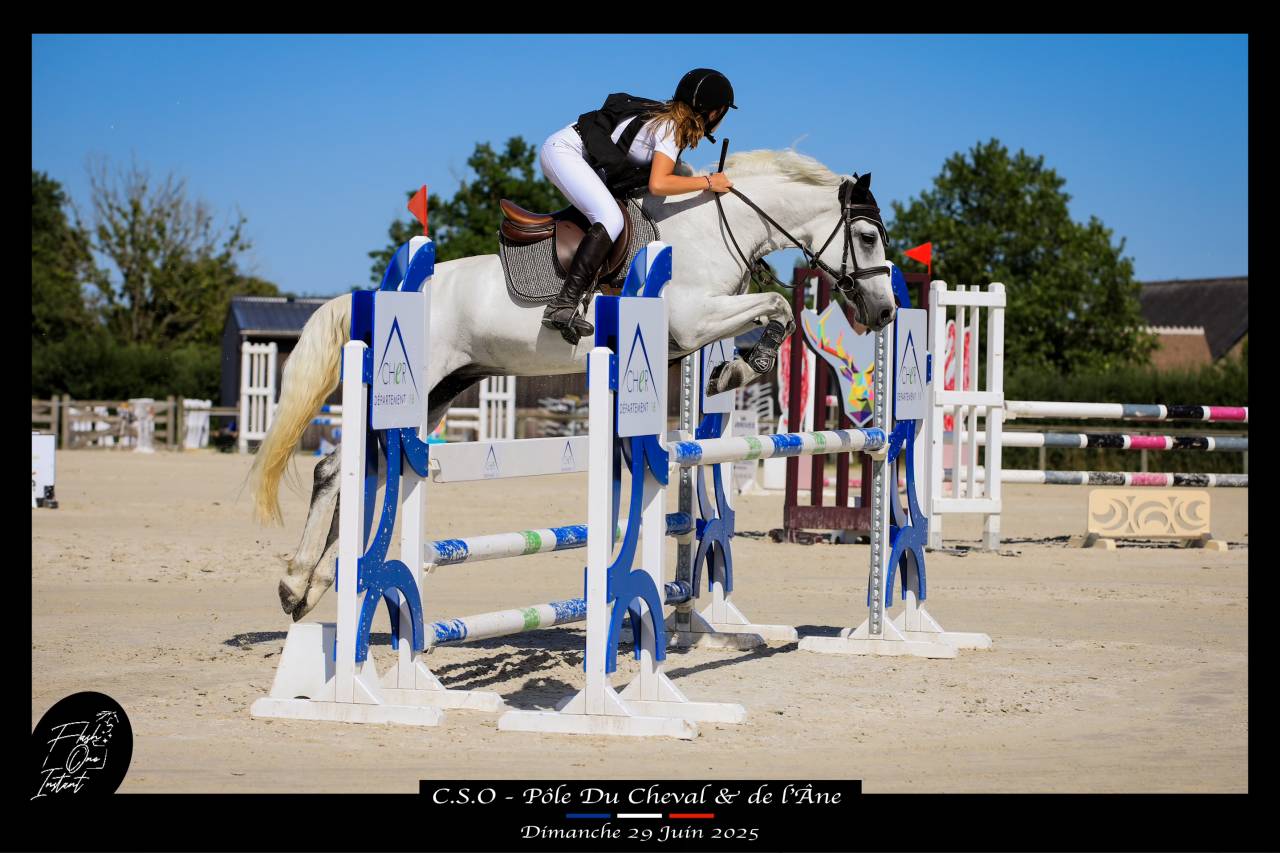 Mare Connemara For sale 2017 Grey