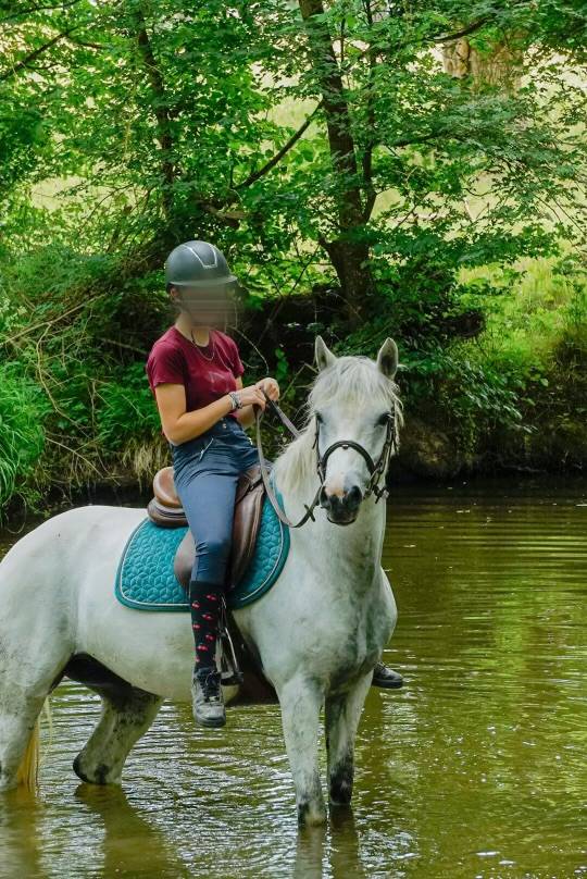 Mare Connemara For sale 2017 Grey