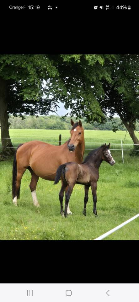 Broodmare Saddle Horse For sale 2010 Bay