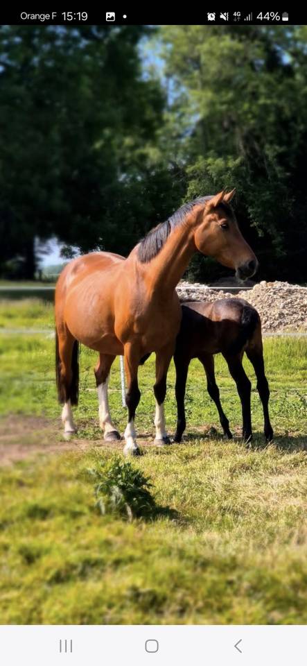 Broodmare Saddle Horse For sale 2010 Bay