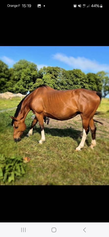 Broodmare Saddle Horse For sale 2010 Bay
