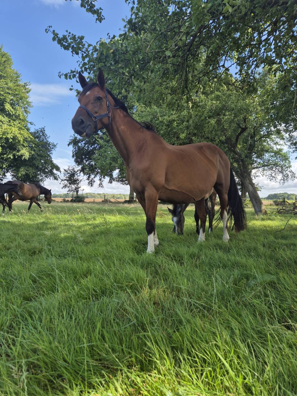 Broodmare Saddle Horse For sale 2010 Bay