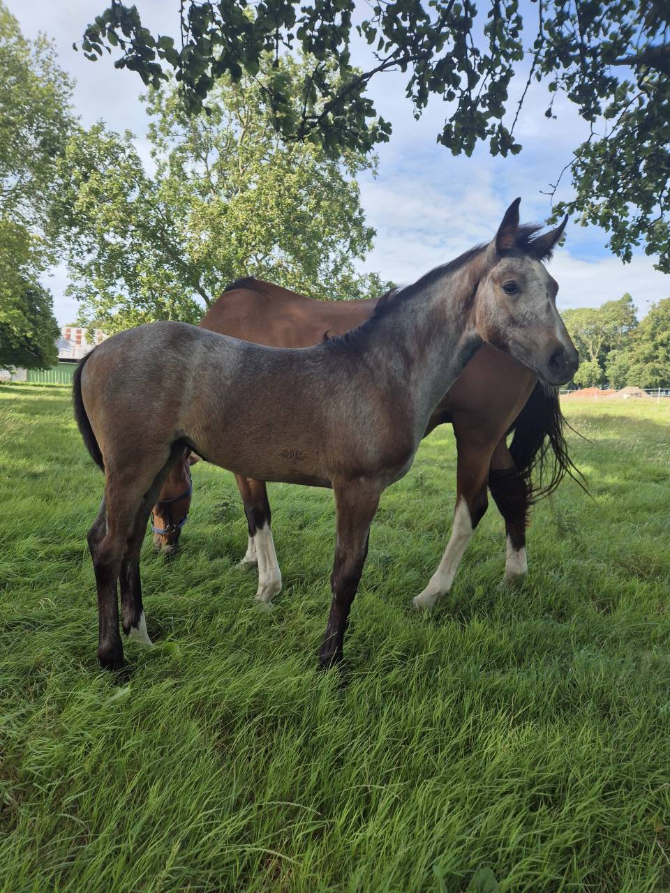 Broodmare Saddle Horse For sale 2010 Bay