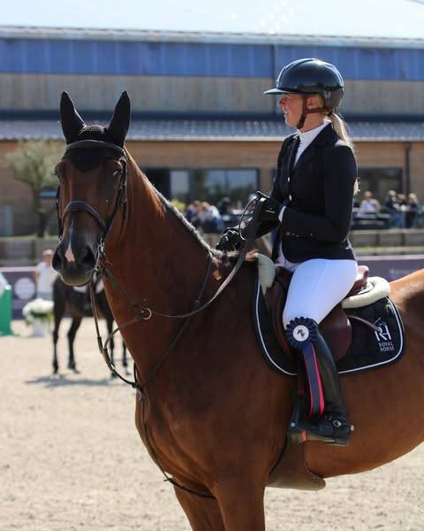 Gelding Selle Français For sale 2014 Bay