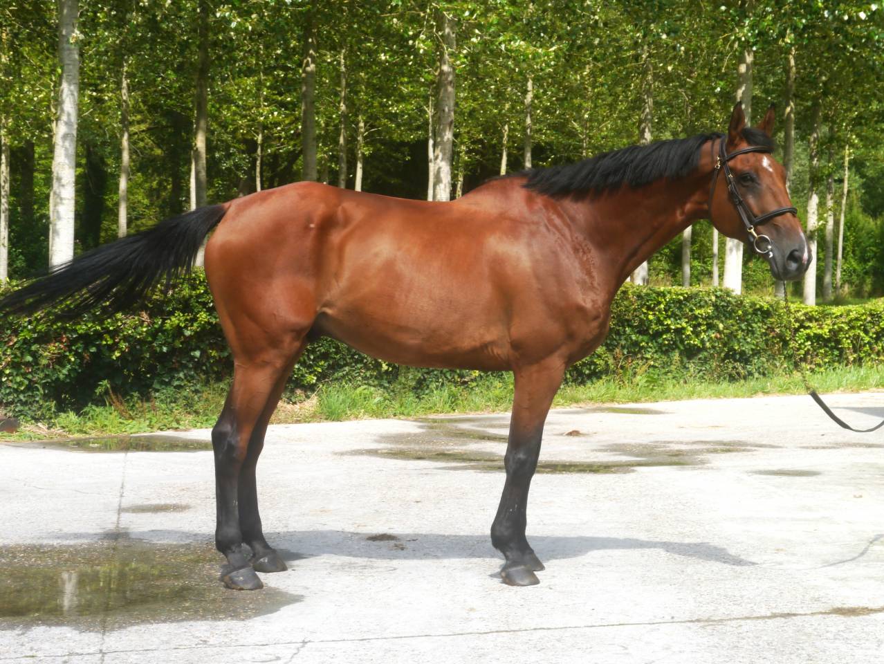 Gelding Selle Français For sale 2014 Bay