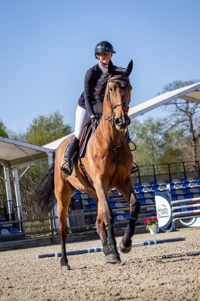 Gelding Selle Français For sale 2014 Bay