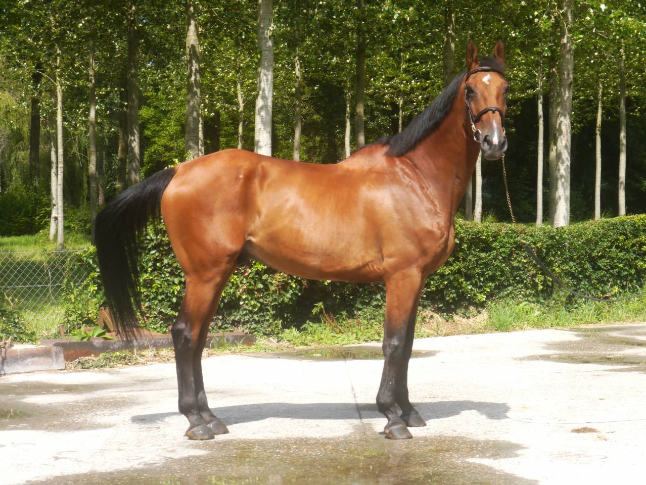 Gelding Selle Français For sale 2014 Bay