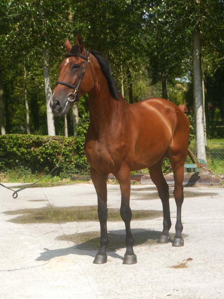 Gelding Selle Français For sale 2014 Bay