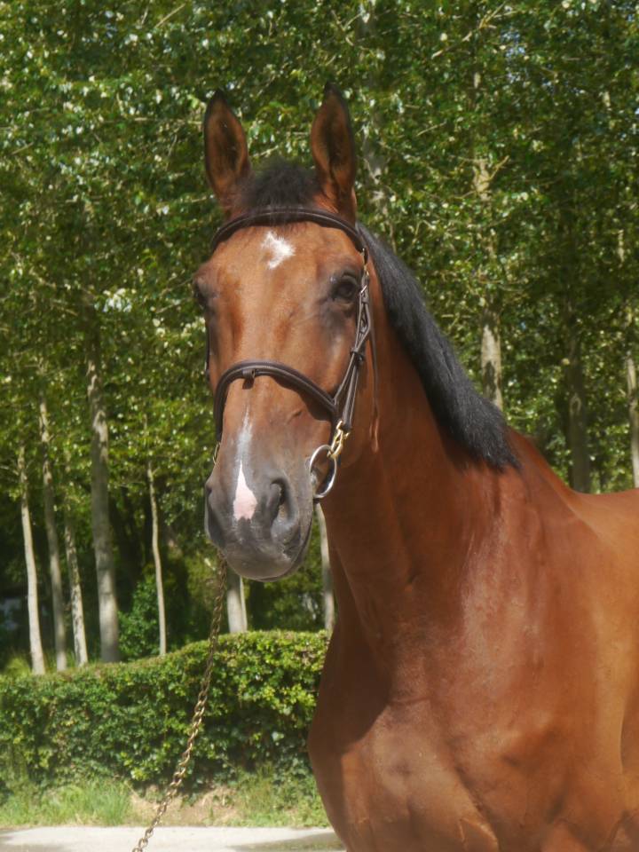 Gelding Selle Français For sale 2014 Bay
