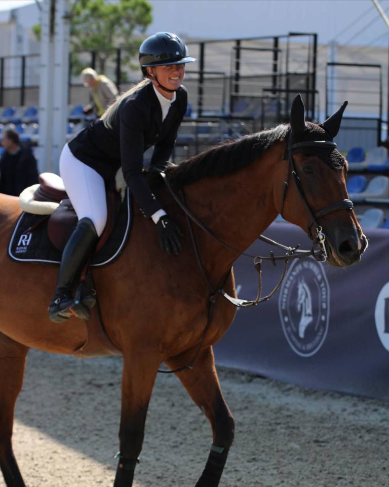 Gelding Selle Français For sale 2014 Bay