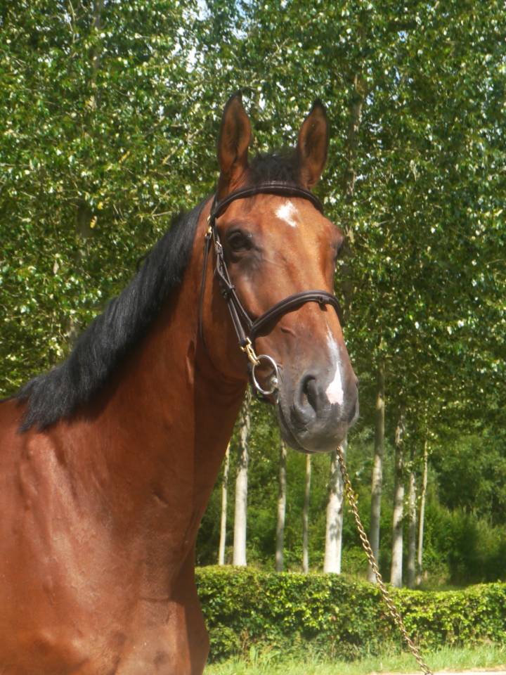 Gelding Selle Français For sale 2014 Bay