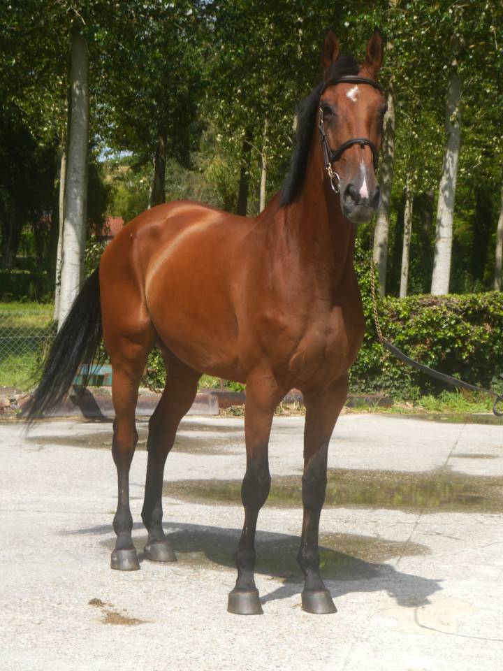 Gelding Selle Français For sale 2014 Bay