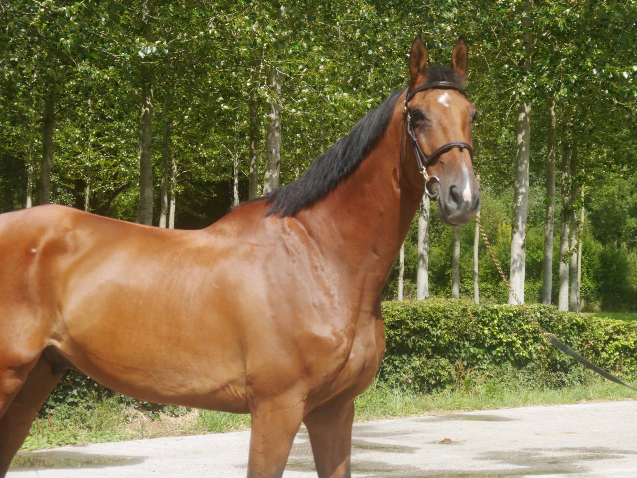 Gelding Selle Français For sale 2014 Bay