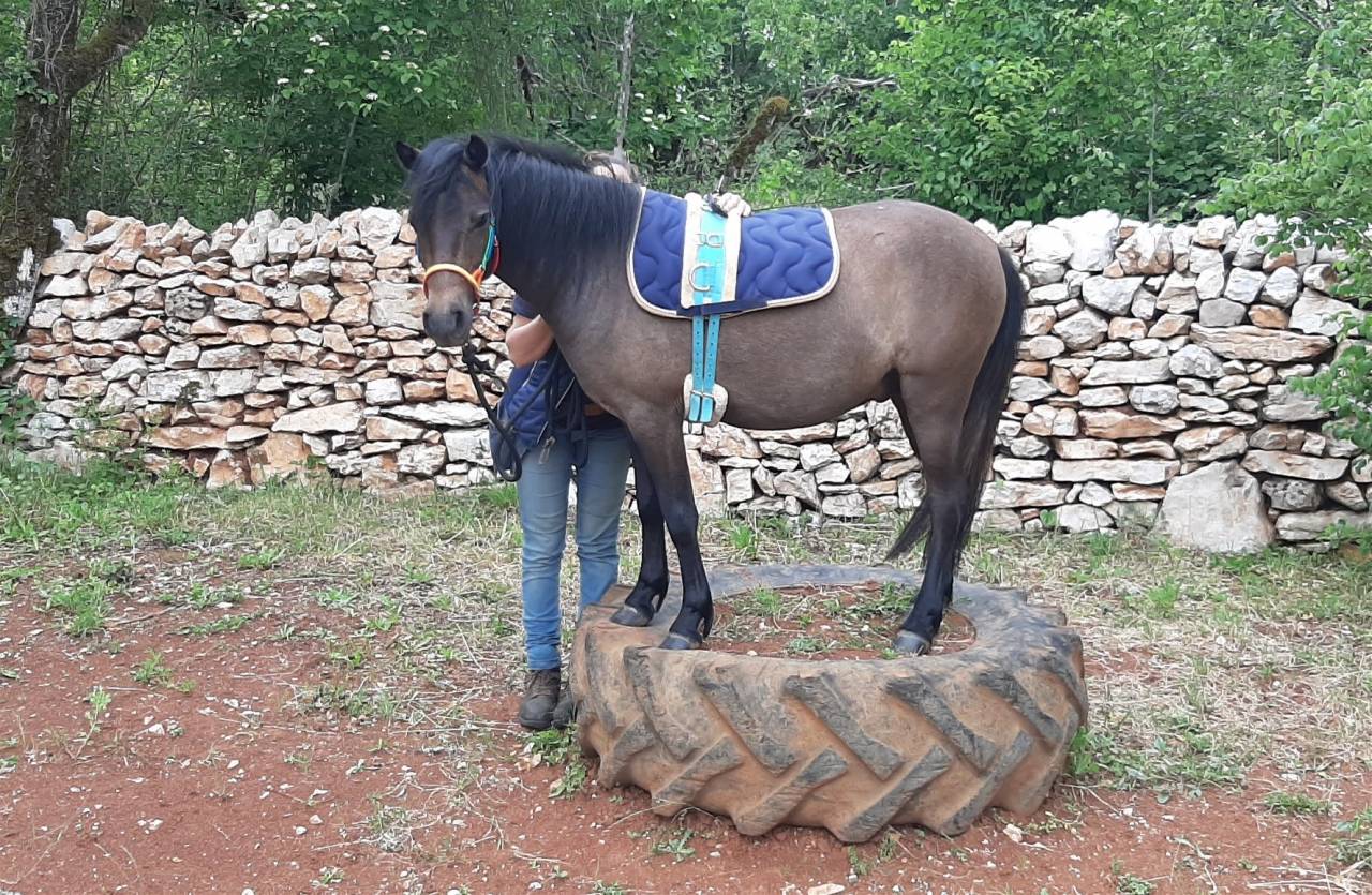 Gelding Caspian For sale 2023 Grey