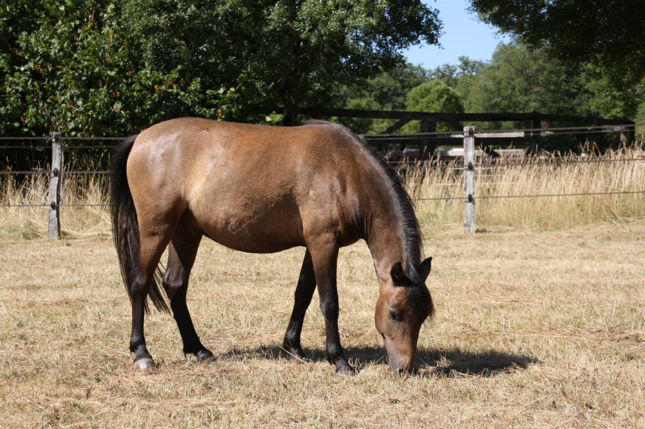 Gelding Caspian For sale 2023 Grey