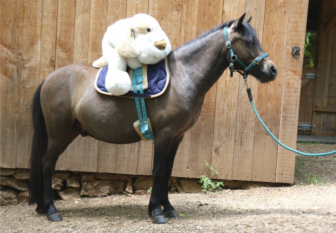 Gelding Caspian For sale 2023 Grey