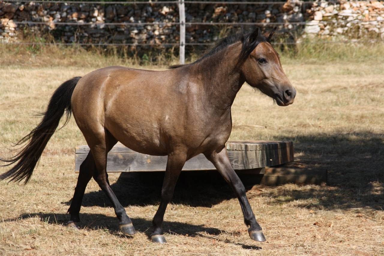 Gelding Caspian For sale 2023 Grey