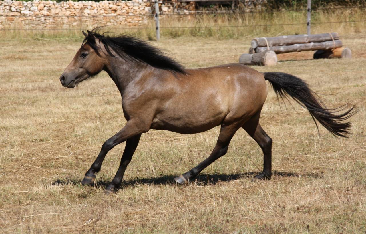 Gelding Caspian For sale 2023 Grey