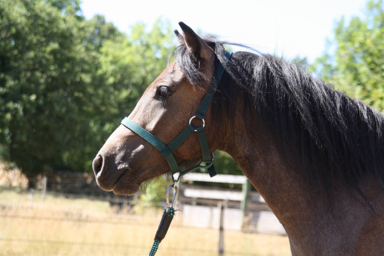 Gelding Caspian For sale 2023 Grey