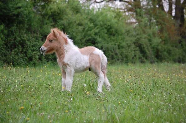 Colt Shetland Pony For sale 2025 Coloured