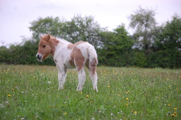 Colt Shetland Pony For sale 2025 Coloured