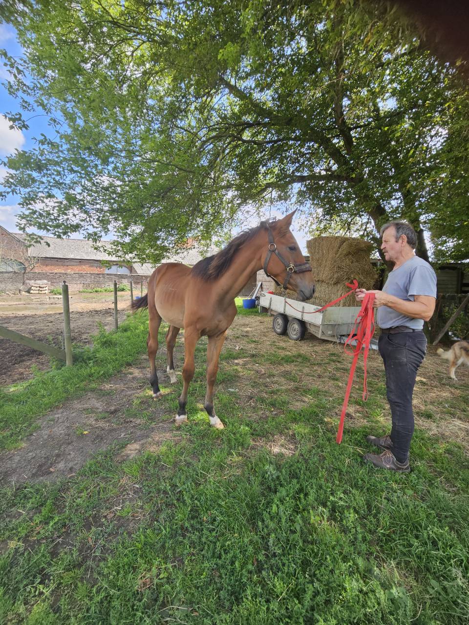 Stallion AES Anglo European Studbook For sale 2024 Bay