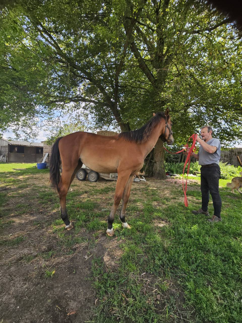Stallion AES Anglo European Studbook For sale 2024 Bay