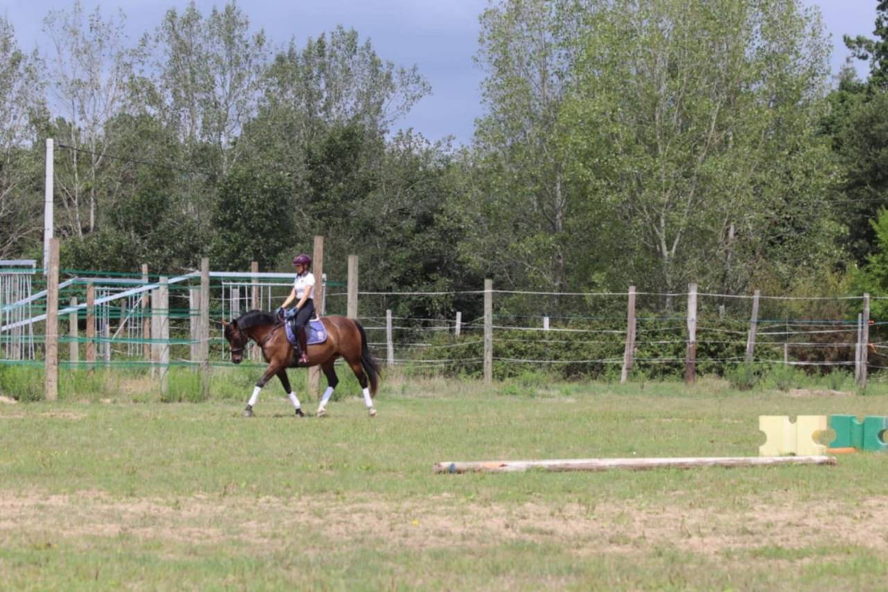 Mare Selle Français For sale 2020 Bay
