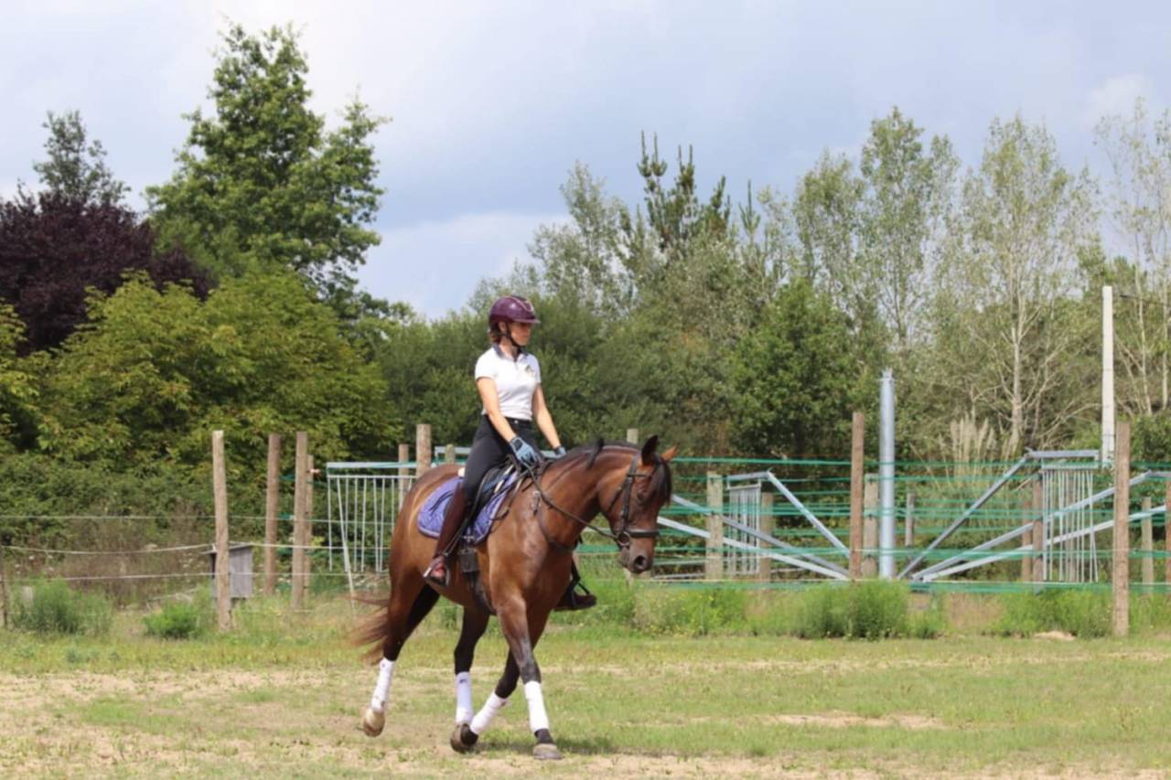 Mare Selle Français For sale 2020 Bay