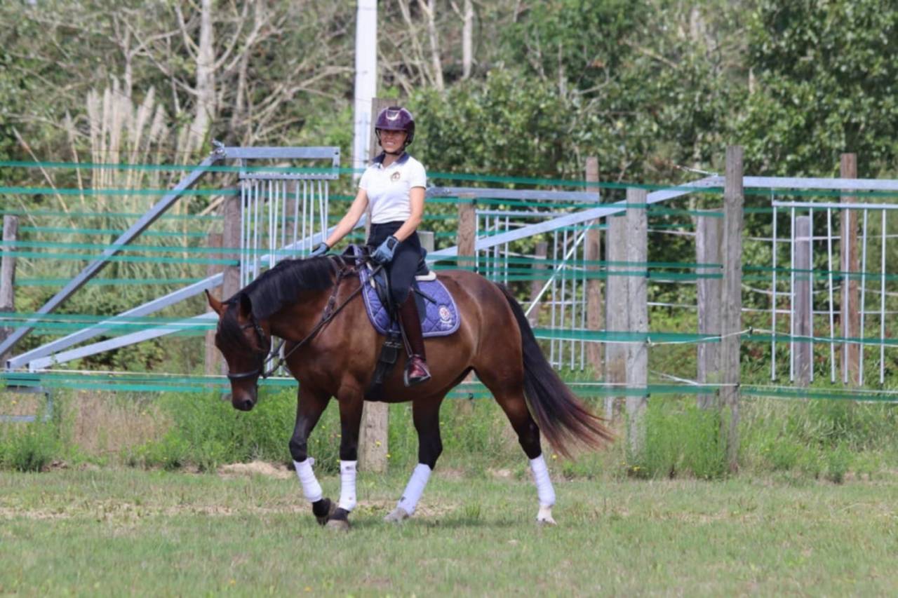 Mare Selle Français For sale 2020 Bay