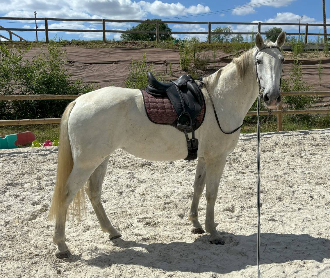 Mare PRE Pure Spanish Bred For sale 2014 Grey
