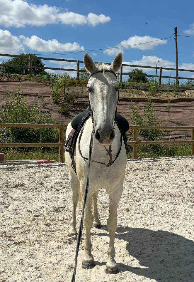 Mare PRE Pure Spanish Bred For sale 2014 Grey