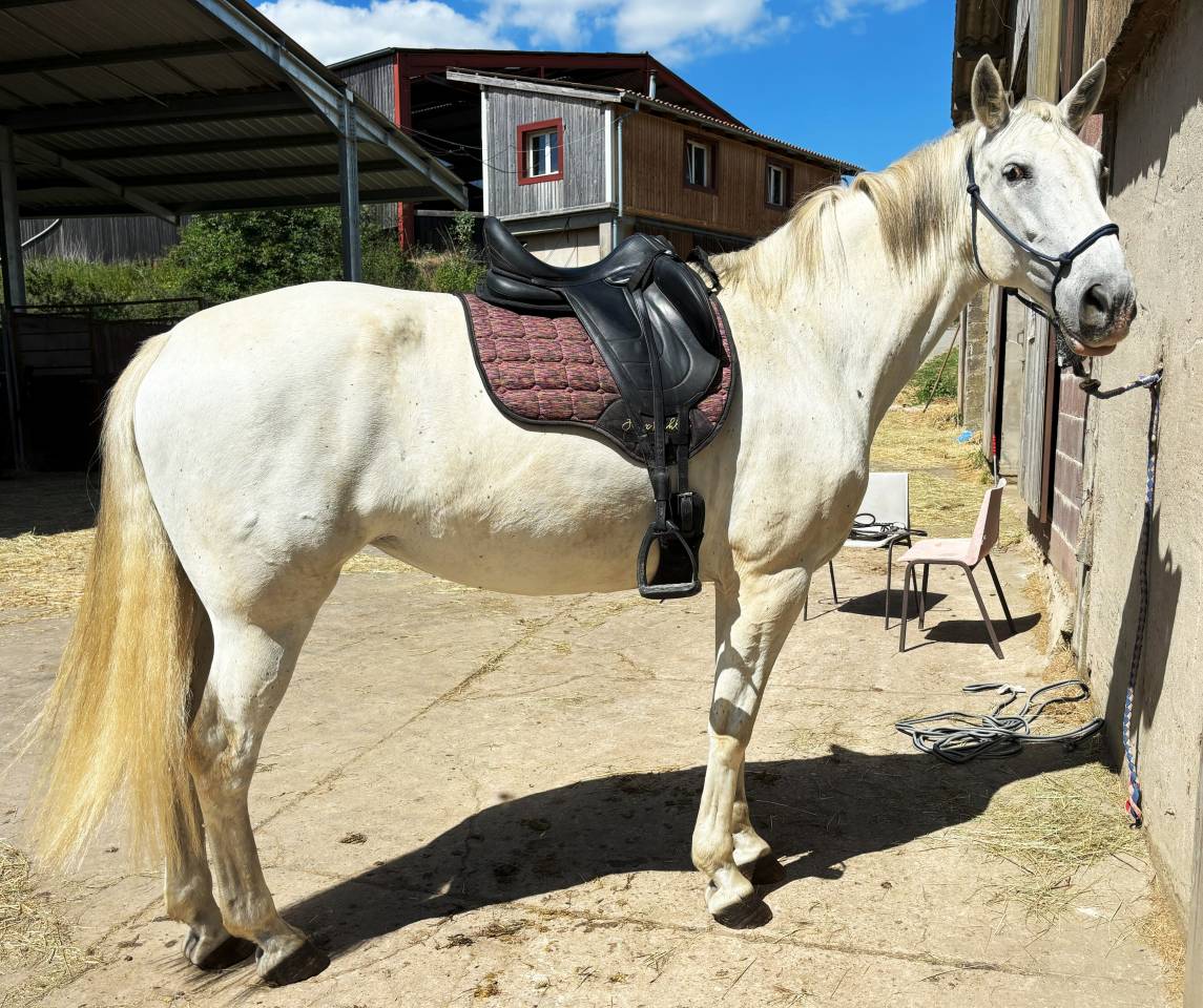 Mare PRE Pure Spanish Bred For sale 2014 Grey